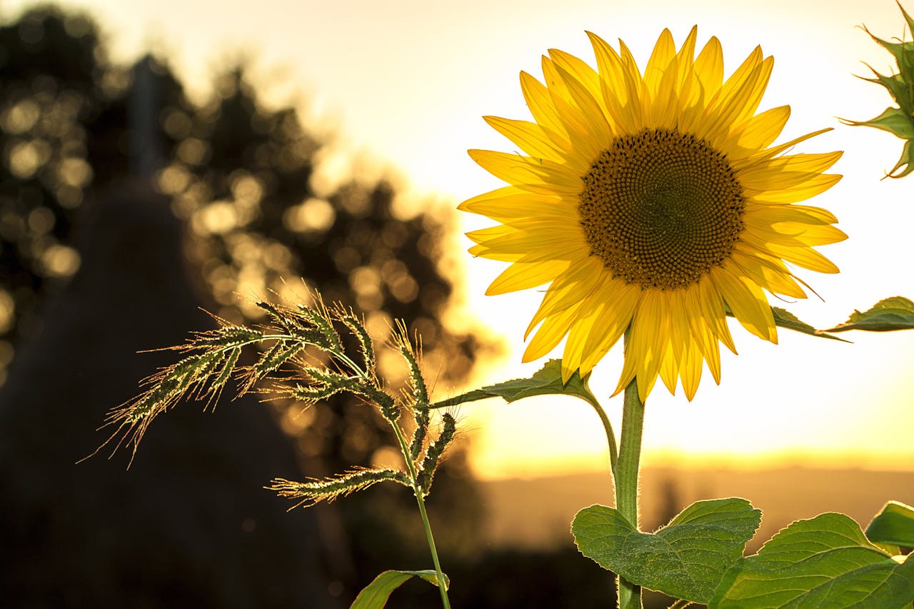 sunflower-sun-summer-yellow-33044.jpg